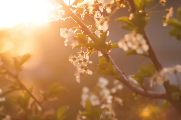 Blühende Frühlingszweige im Sonnenlicht – Symbolbild für Allergien